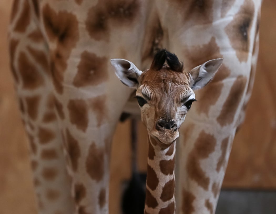 The female giraffe calf stands in front of her mother Kiraka.