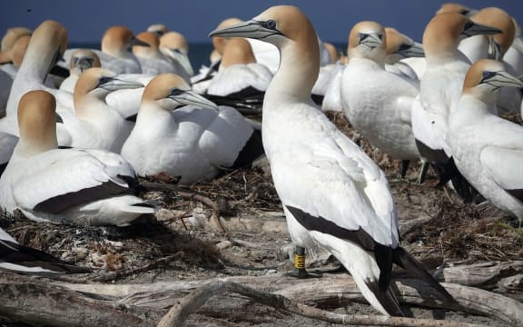 A large white seabird with a long dagger-like beak, dark tail feathers and yellow-dusted head stands on a piece of grey driftwood in front of lots of other seabirds of the same kind clustered behind it.