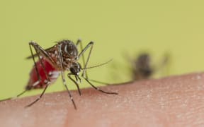 A Yellow Fever mosquito.