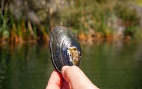 A person's fingers holding up a mussel shell, which has a bronze patch and ridged pattern, and some algal growth around its lip. In the blurred background, lake water fringed by raupō reeds.