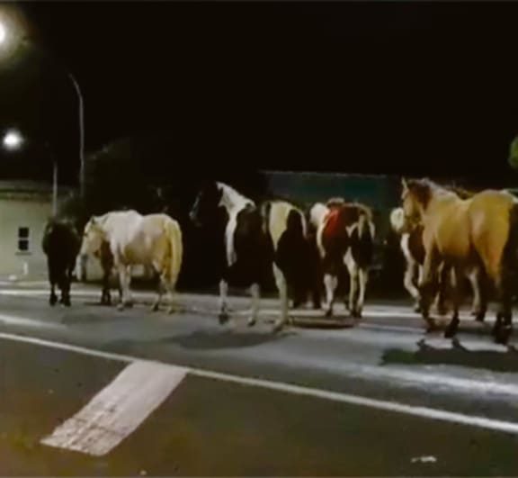 This group of eight horses was spotted roaming outside the Ōpōtiki District Council last month.