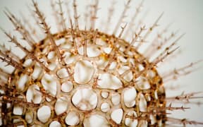 model of a virus