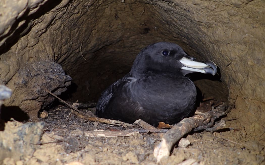 Fledgling Westland Petrels remain in their burrows during the day, but emerge at night to try for their first flight out to sea.