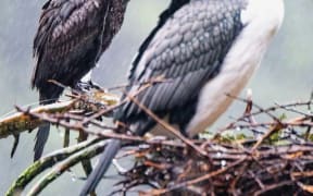 Little shag with fishing line.