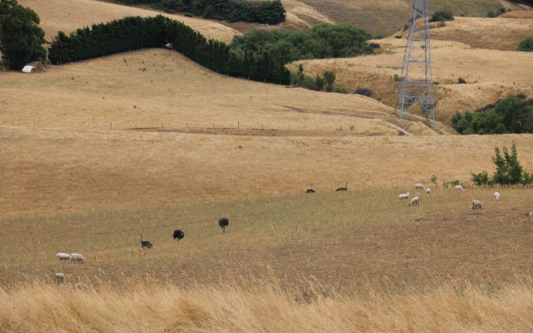 Ian Knowles has more than sheep and cattle on his North Canterbury farm