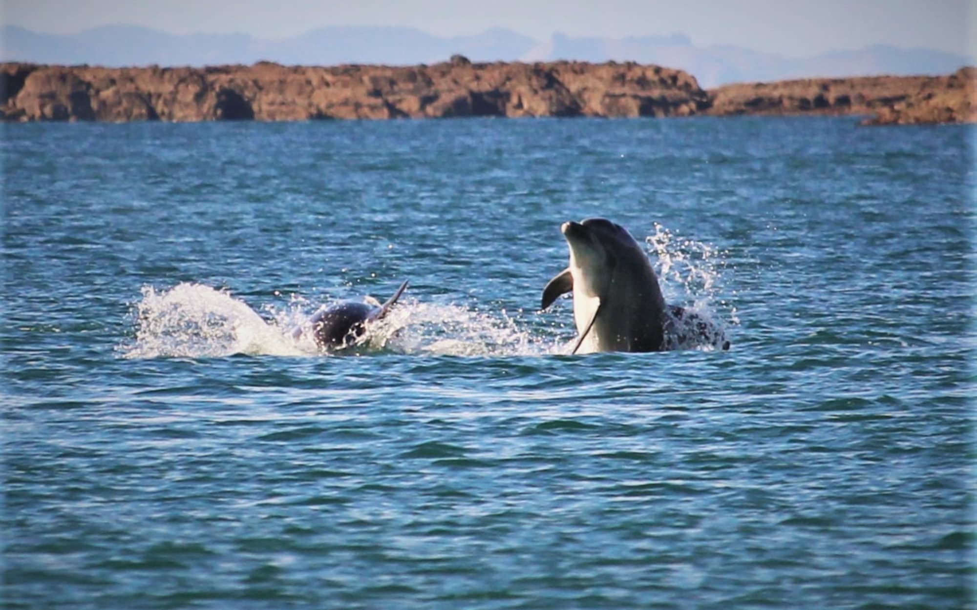 Dolphins frolic at Oneroa, Waiheke Island.