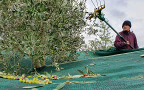 Ross Vintiner at work over harvest