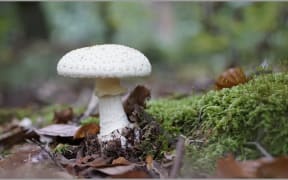Death Cap Mushroom