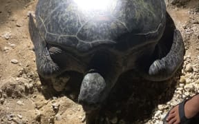 The rescued sea turtle in the CNMI.