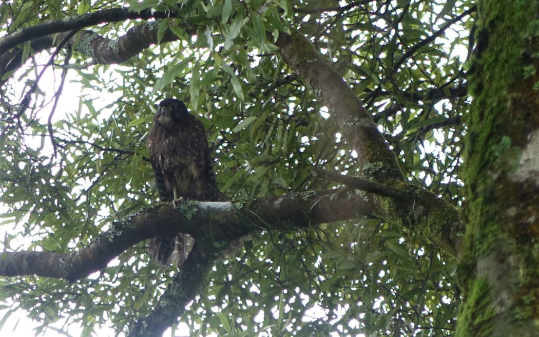 The falcon relaxes in a tree after its release.