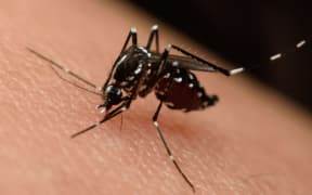 Zika mosquito