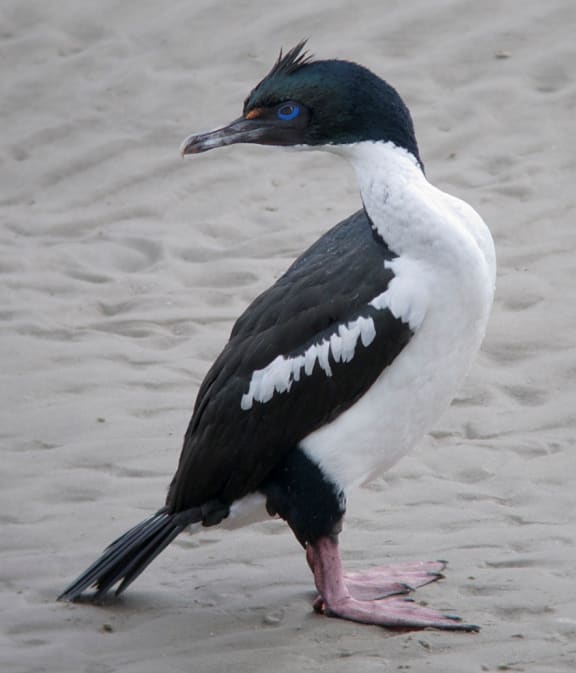 A pied variant of Stewart Island shag.