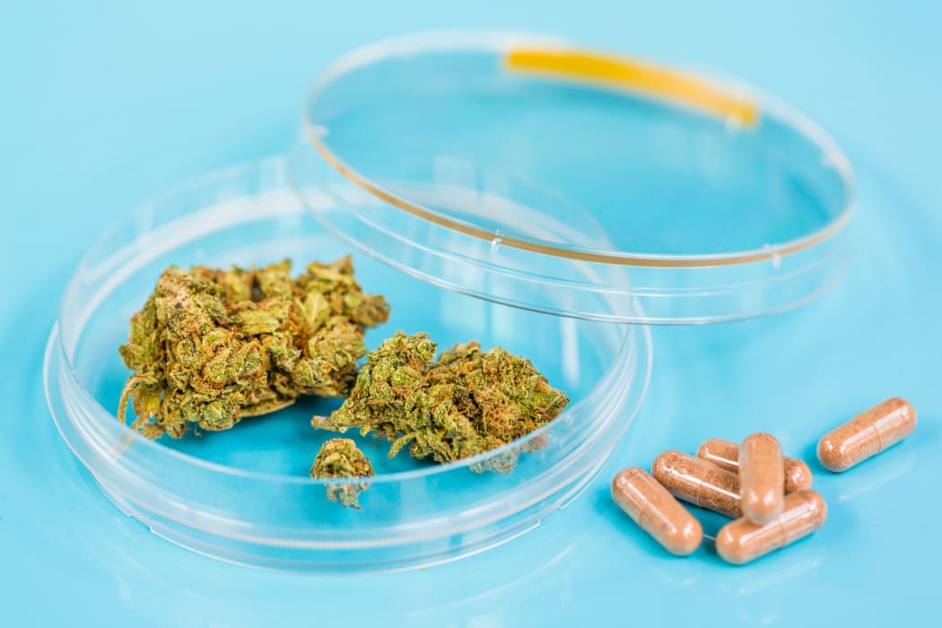 A petri dish contains medical cannabis, next to a small pile of pills (file).