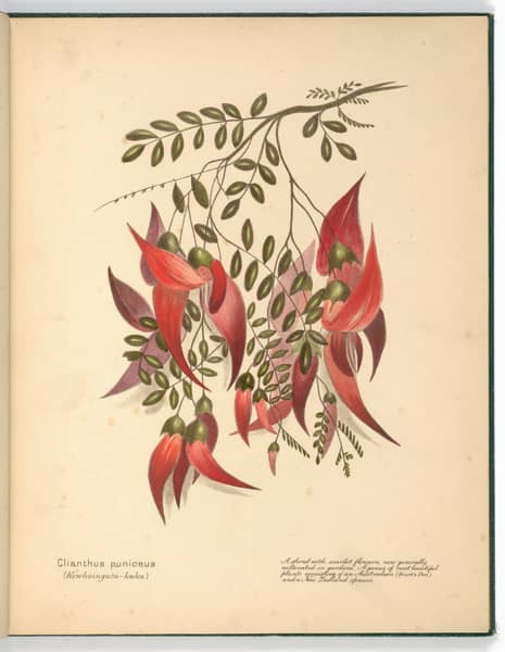 Emily Cumming Harris, Clianthus puniceus (Kowhaingutu – kaka), hand-coloured lithograph, 310 x 252mm, plate 3 in New Zealand Flowers, Nelson, HD Jackson, 1890.