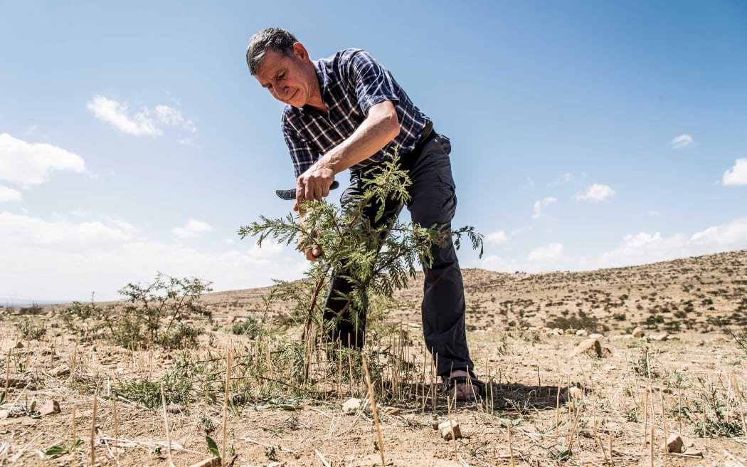 Tony Rinaudo, 'the forest maker' created the Farmer Managed Natural Revegetation method that has reforested large swathes of Niger and other African countries.