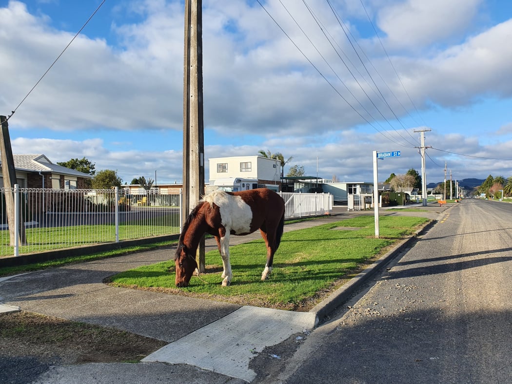 An escaped horse roaming in Ōpōtiki.