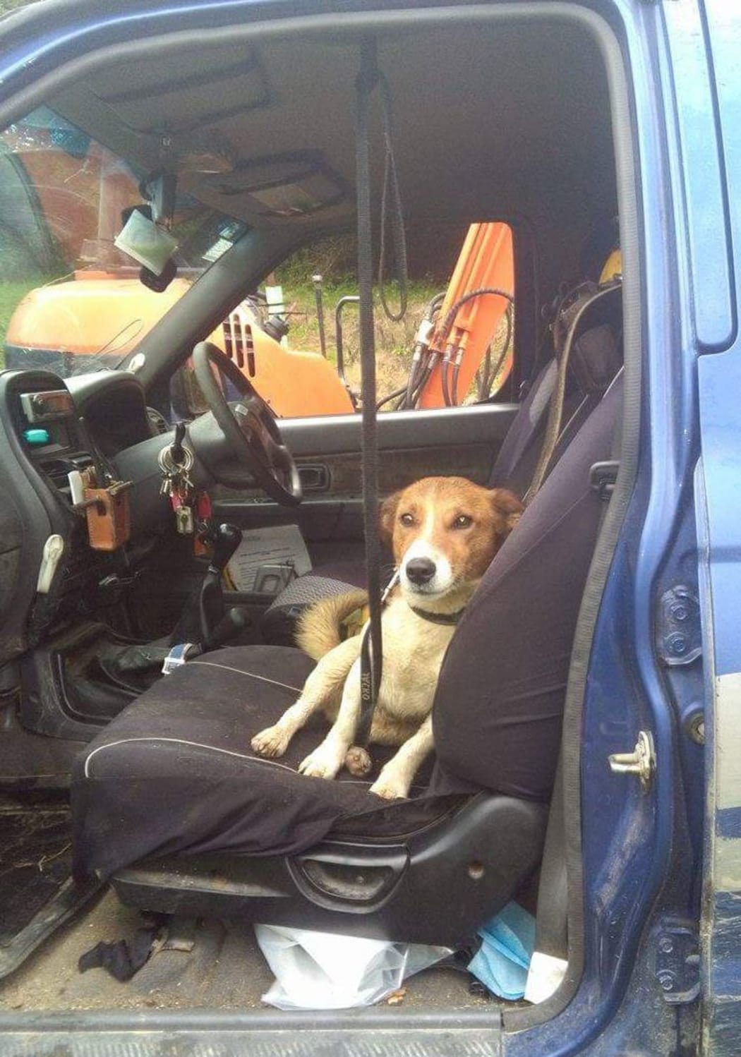 Jacko is securely fastened for his return home.