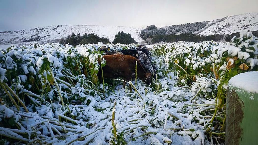South Otago cows getting stuck into breakfast.