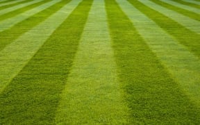 Stripes on the lawn