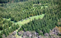Hawkes Bay Forestry