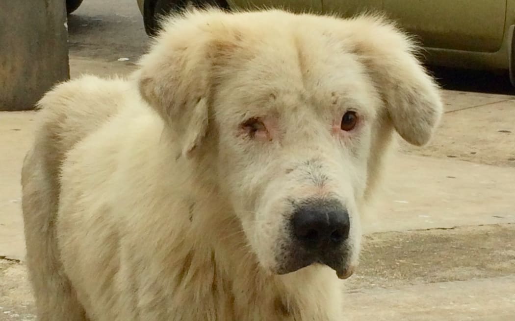 "Majority of dogs, if not all, are not desex, so the population of dogs is uncontrollable in Tonga." - TAWS