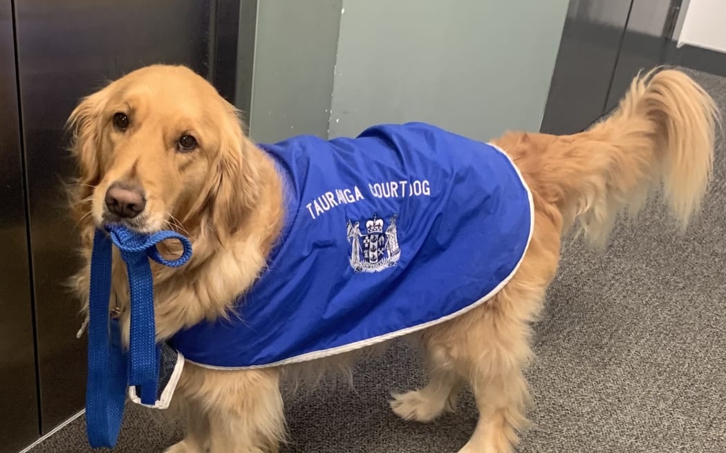 Mabel the court dog