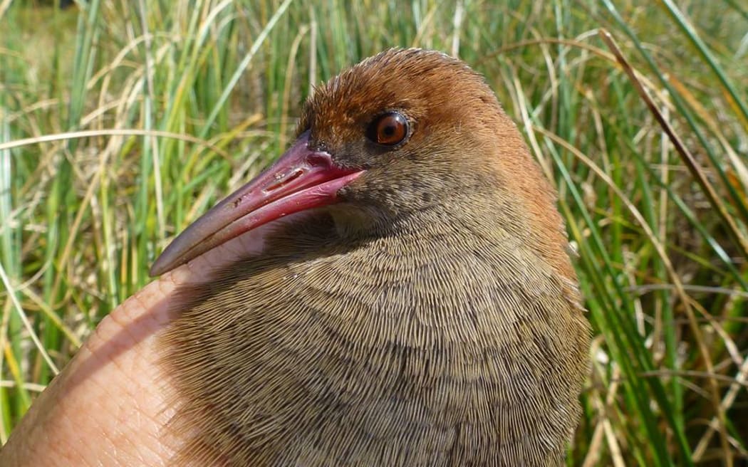 Auckland Island Rail