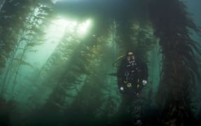 diver in a kelp forest