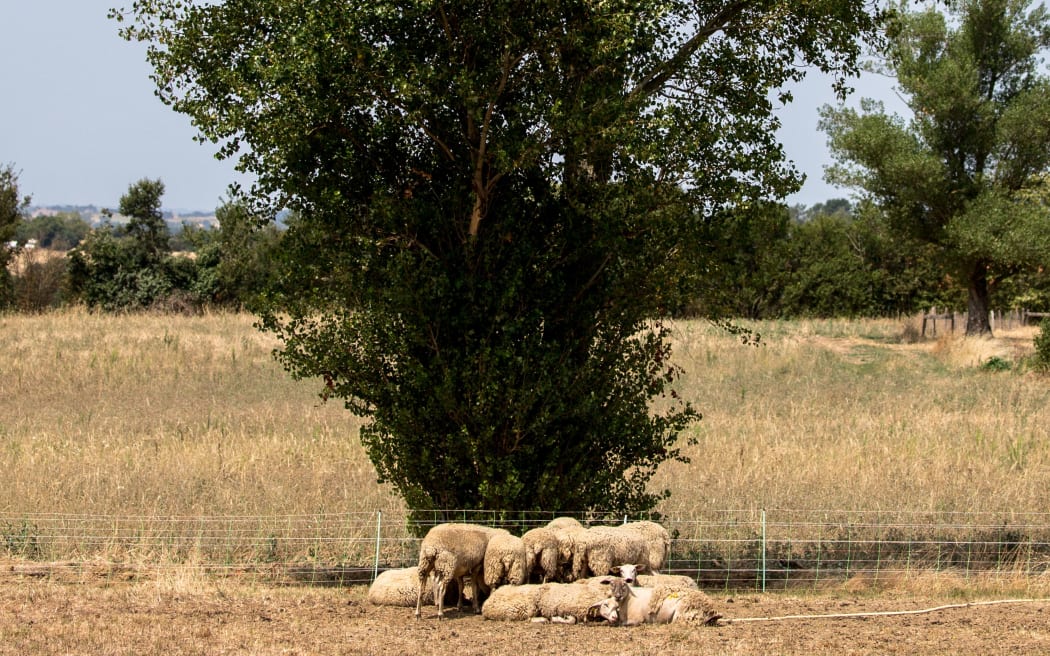 France, Saint Leon 2022-08-6. Sheep in a field are experiencing high heat in the Lauraguais near Toulouse, France is experiencing high heat with very dry land without precipitation for weeks. (Photo by Frederic Scheiber / Hans Lucas / Hans Lucas via AFP)