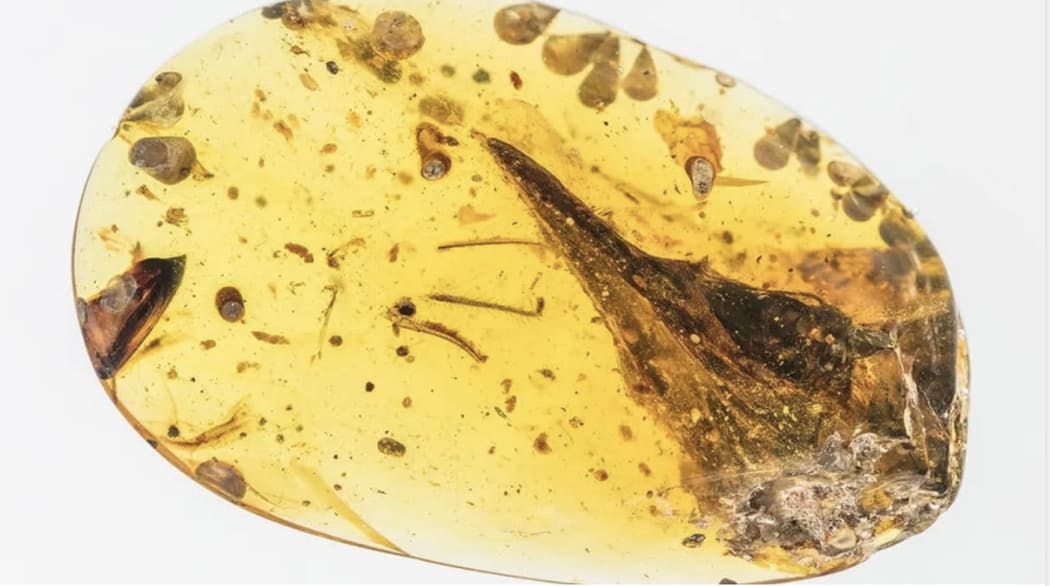 The piece of amber measures only 31.5 mm in length. The skull is a mere 11mm.
