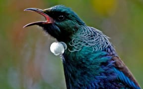Advice from the beak