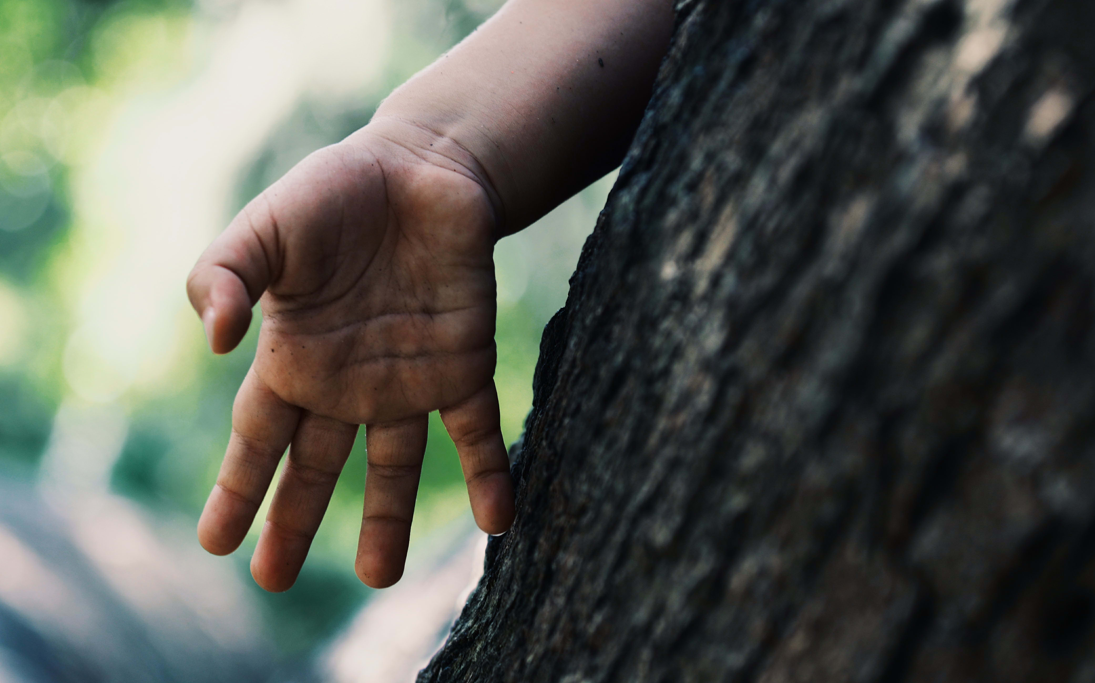 child's hand touches tree trunk