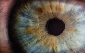 close-up of pupil