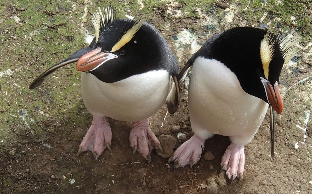 Penguins on Antipodes Island: erect-crested penguins (left); Denise Fastier counting penguins; and rockhopper penguin incubating an egg (right).