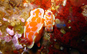 Nudibranch