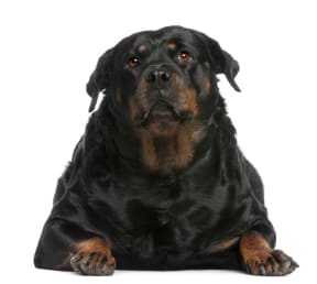 Fat dog