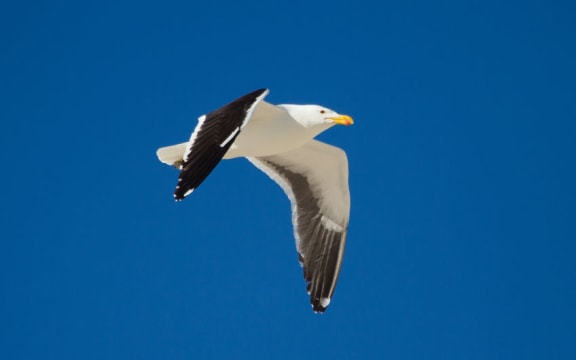 black-backed gull