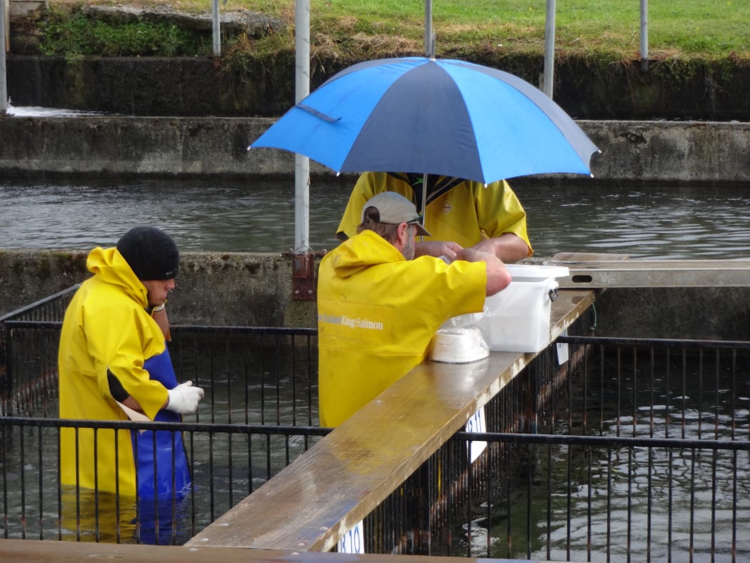 During the milt collection, staff have to keep water out to avoid activating the sperm.