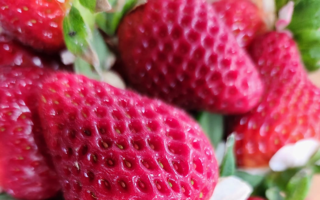 A close up of picked strawberries