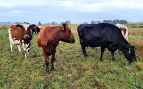 Dairy cows.