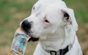 A dog with a NZ$5 bill in its mouth