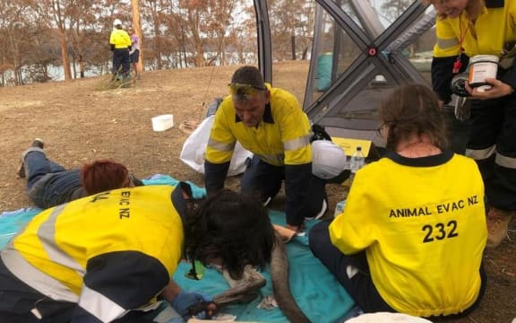 New Zealand animal evac team in Australia