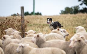 Farm dog