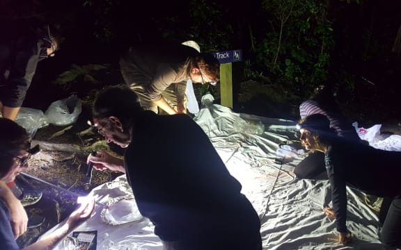 A group of keen citizen scientists at a monthly moth-catching session in Zealandia sanctuary. Moths are attraced to the bright light and are easy to see against the white sheet.