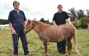 After being stabbed in a vicious attack in his Waitati paddock at midnight on Sunday, miniature horse Star recovers with Otago Equine Hospital veterinarians Peter Gillespie and Stephanie Bransgrove.