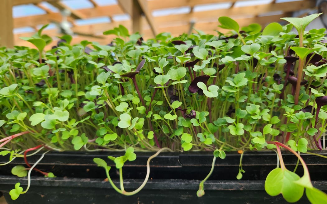 Microgreens