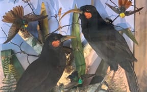 Two taxidermized huia up for auction