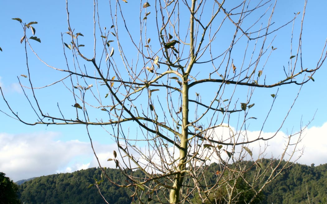 Apple tree in June pre pruning.