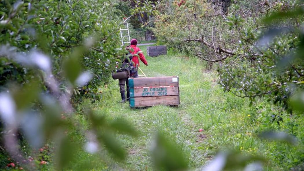 Apple picking in Hawkes Bay