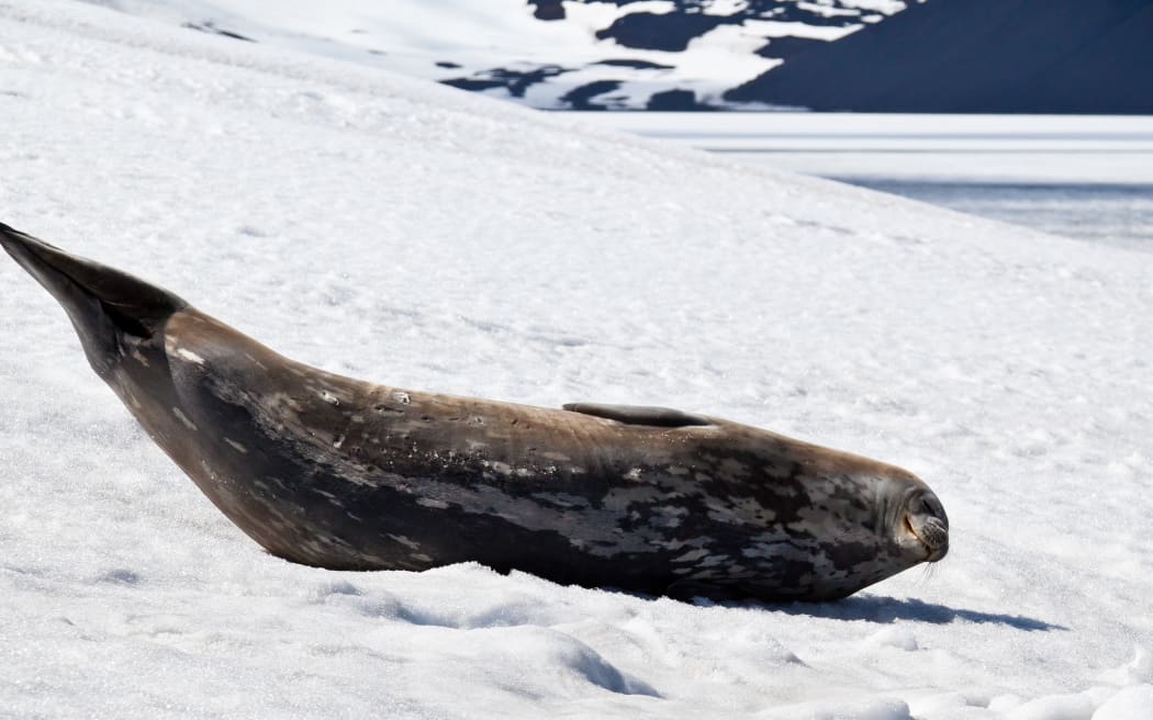 Weddell seals live and breed further south than any other mammal. They haul out on snow and ice to rest.
